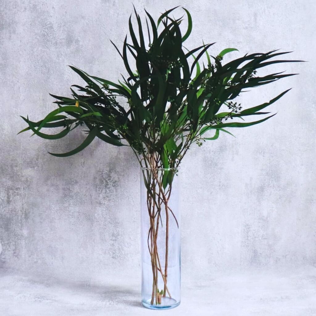 Eucalyptus Nicholii stabilizovaný zelená 100g